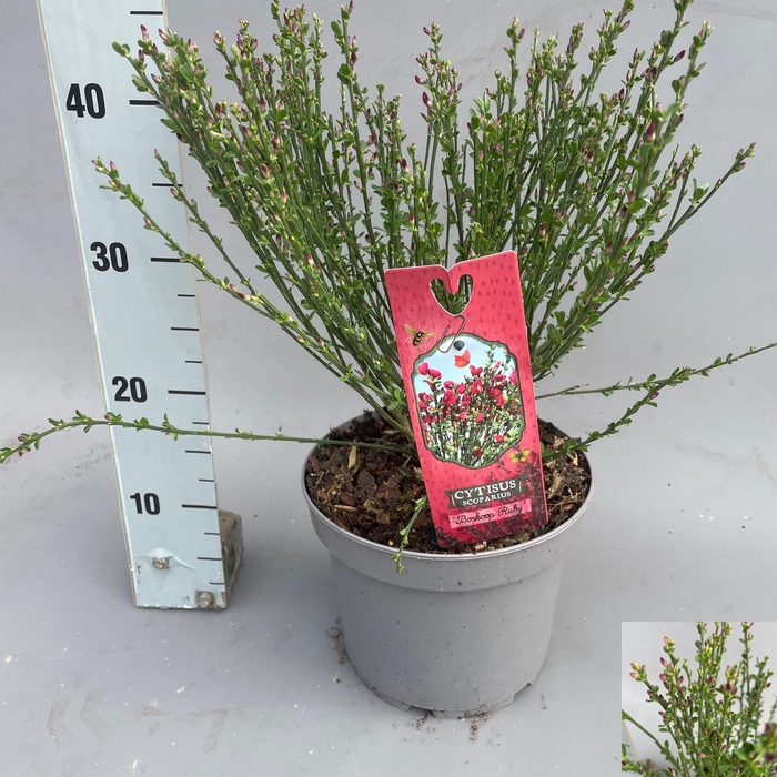 <h4>CYTI PR BOSKOOP RUBY</h4>