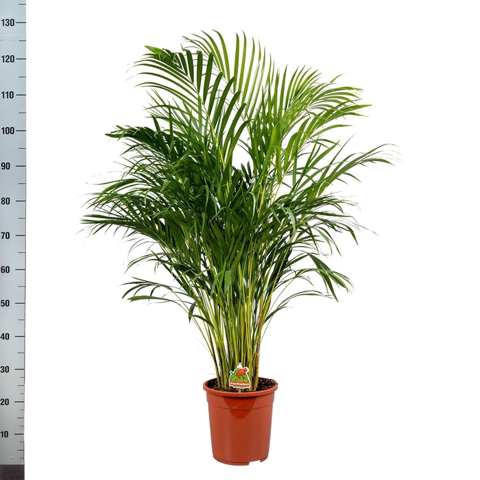 <h4>DYPSIS LUTESCENS</h4>