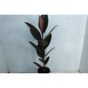 FICUS ELASTICA BURGUNDY P17