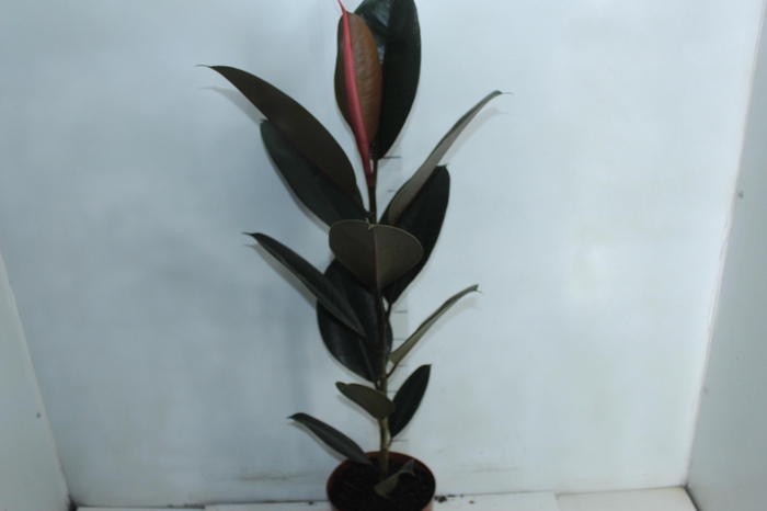 <h4>FICUS ELASTICA BURGUNDY P17</h4>