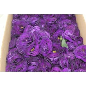 LISIANTHUS FLOR ROXO