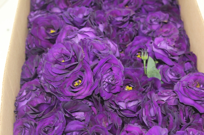 <h4>LISIANTHUS FLOR ROXO</h4>
