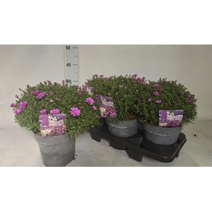 ASTER D ALPHA PINK