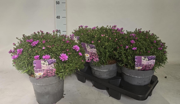 <h4>ASTER D ALPHA PINK</h4>