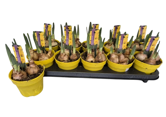 <h4>NARC T LUCKY NUMBER</h4>