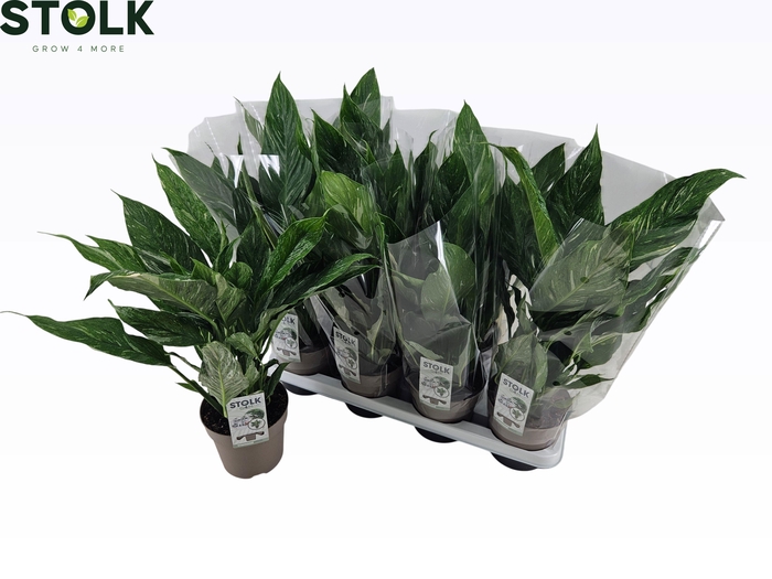 <h4>SPATH DIAMOND</h4>