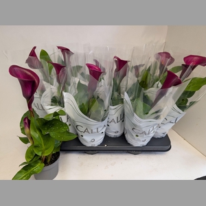 ZANT ROYAL VALENTINE