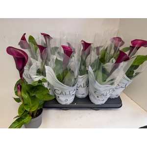 ZANT ROYAL VALENTINE