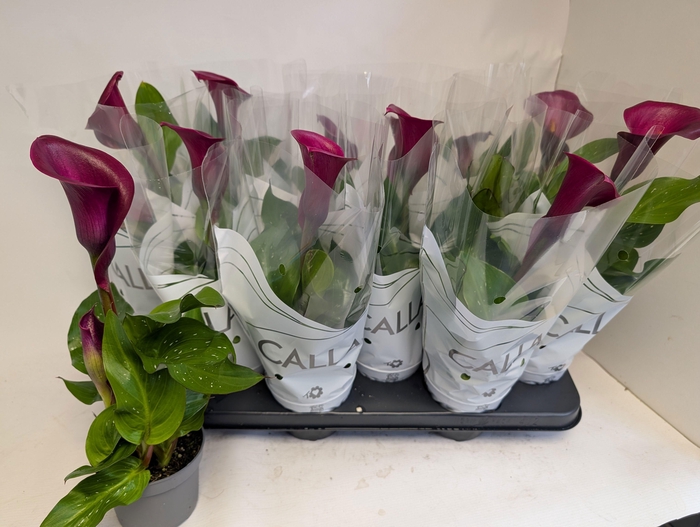 <h4>ZANT ROYAL VALENTINE</h4>