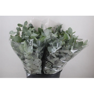 Euca Cinerea Short 150gr P Bunch