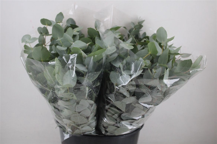 <h4>Euca Cinerea Short 150gr P Bunch</h4>
