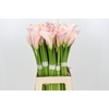 Zantedeschia Eydolls Pink