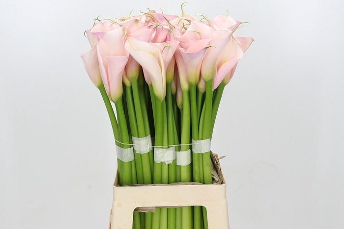 <h4>Zantedeschia Eydolls Pink</h4>