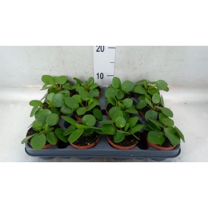 Pilea peperomioides