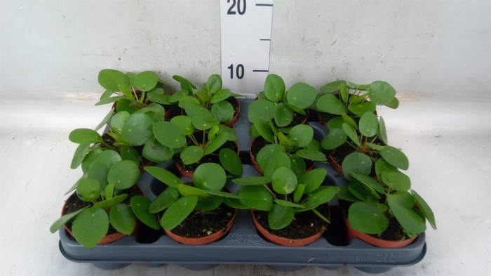 <h4>Pilea peperomioides</h4>