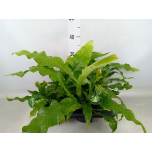 Microsorum musifolium 'Crocodyllus'