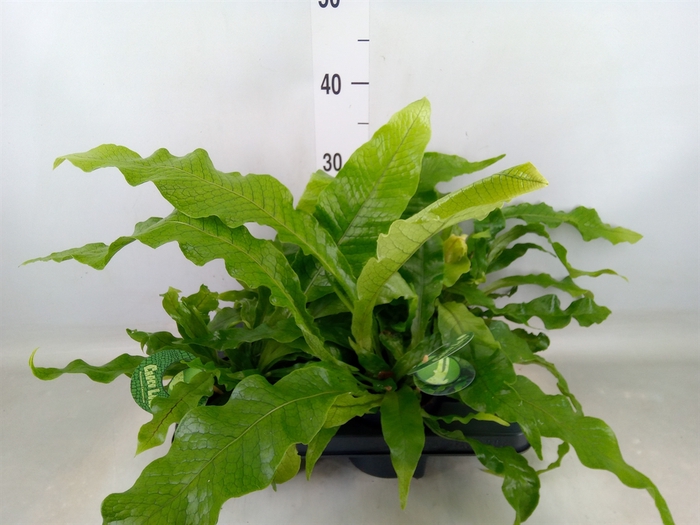 <h4>Microsorum musifolium 'Crocodyllus'</h4>