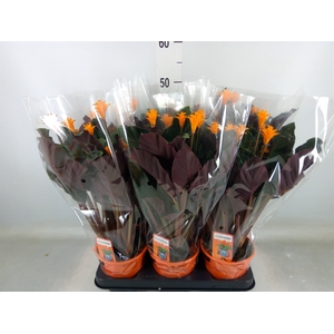 Calathea crocata 'Tassmania'