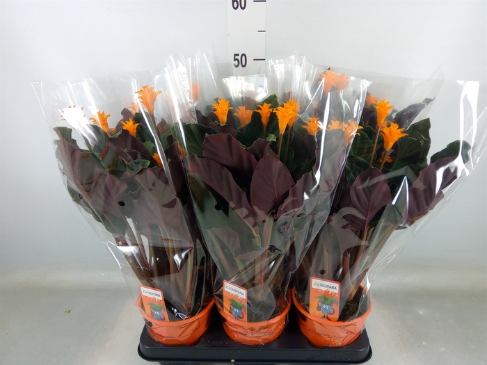 <h4>Calathea crocata 'Tassmania'</h4>