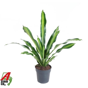 Dracaena fragrans Burley
