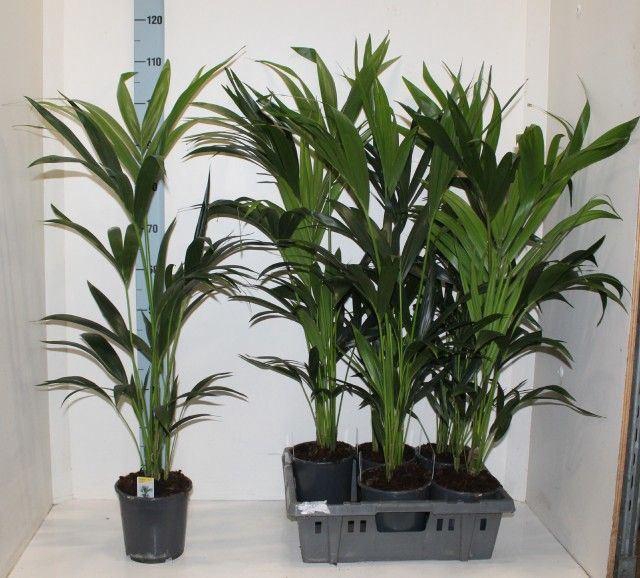 <h4>Howea forsteriana</h4>