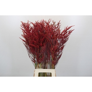 Bromelia Red Paloma