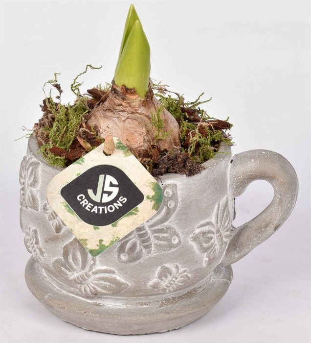 <h4>Cement vlinder kop en schotel 11cm</h4>