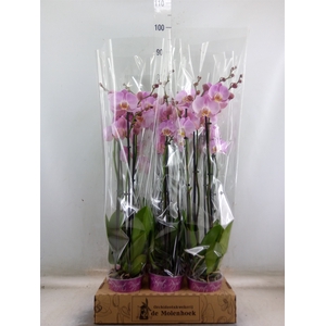 Phalaenopsis  'Ant Osaka'