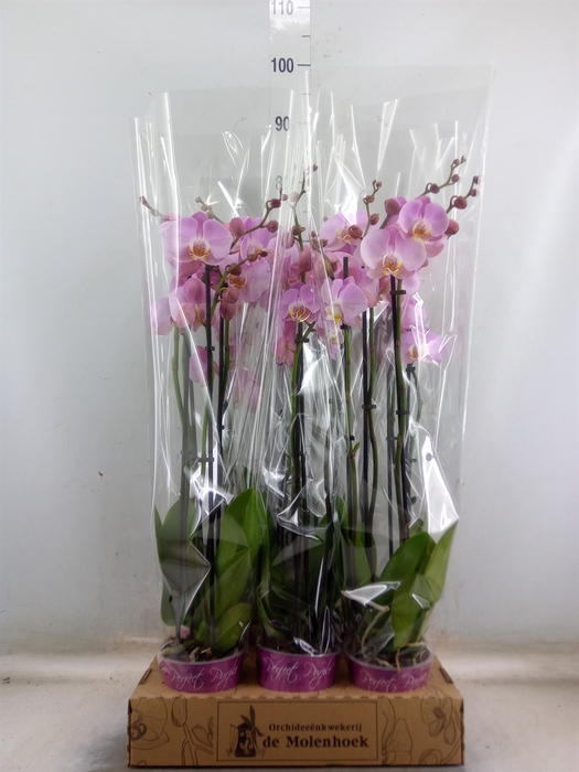 <h4>Phalaenopsis  'Ant Osaka'</h4>