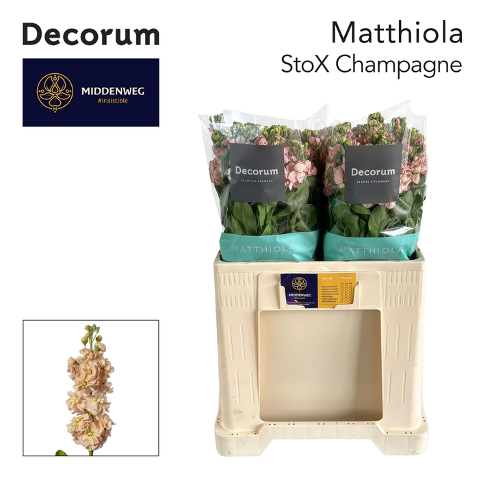 <h4>MATTH STOX CHAMPAGNE</h4>