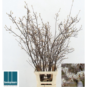 AMELANCHIER LAMARCKII AMELANCHIER L