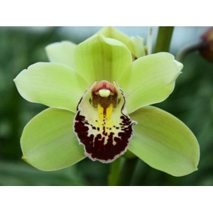 Cymbidium Mini Tessa X4 Leekade