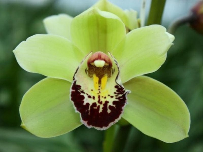 <h4>Cymbidium Mini Tessa X4 Leekade</h4>