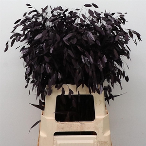 Chasmantium Klb Aubergine