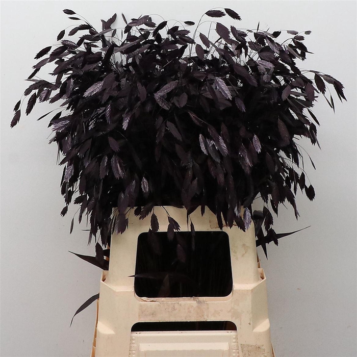 <h4>Chasmantium Klb Aubergine</h4>