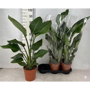 Strelitzia Nicolai