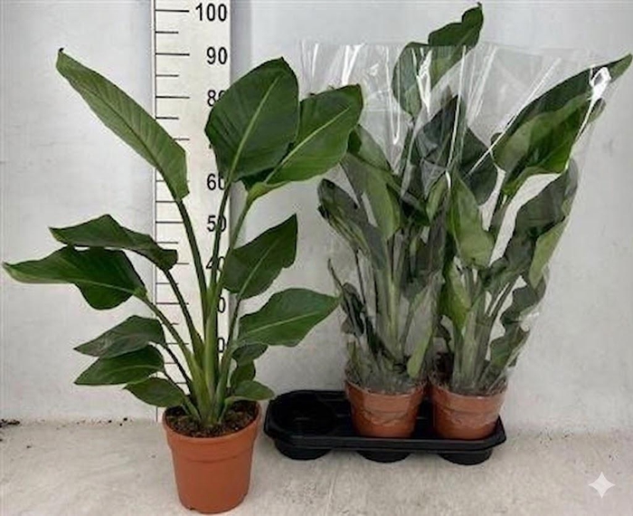 <h4>Strelitzia Nicolai</h4>