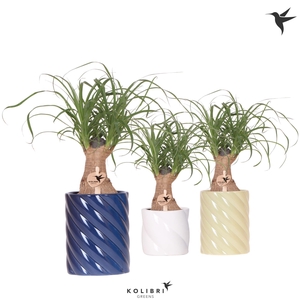 Kolibri Greens Beaucarnea in Candy pot blue mix