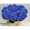 Hydrangea 'Pimpernel' 20cm