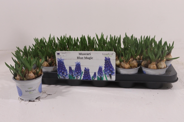 <h4>MUSCAR BLUE MAGIC</h4>