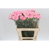 Dianthus St Overig