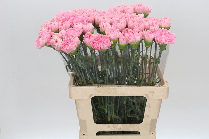 Dianthus St Overig