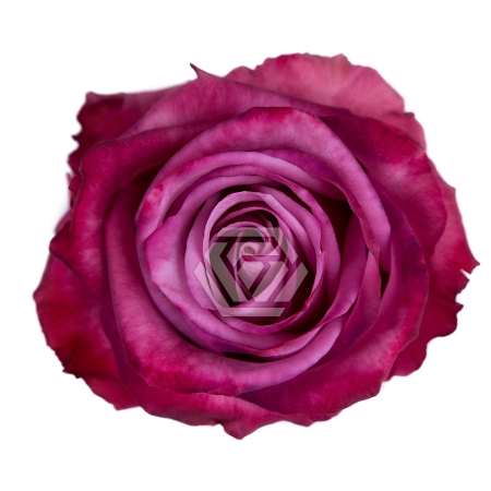<h4>R GR MOODY BLUES Tessa</h4>