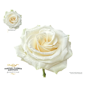 Rosa Premium Mondial