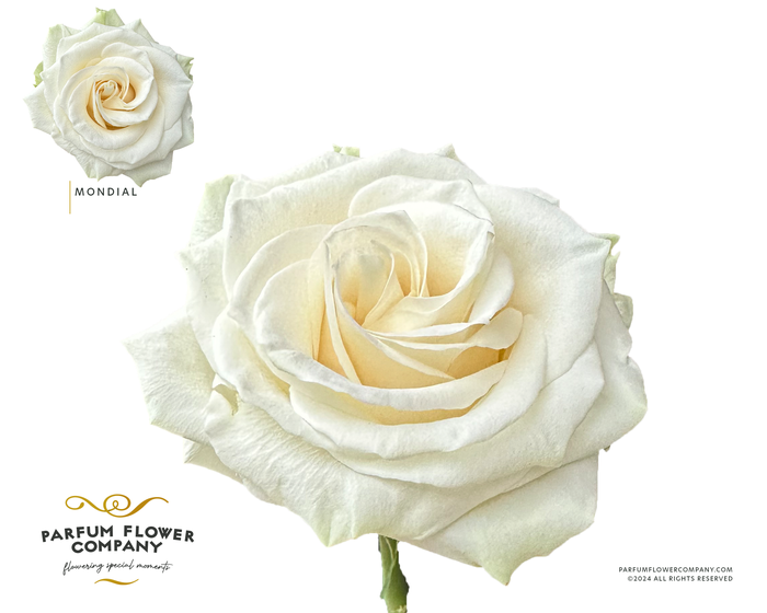 Rosa Premium Mondial