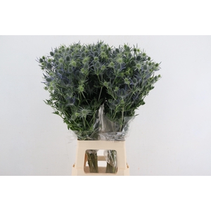ERYNGIUM EXTRA