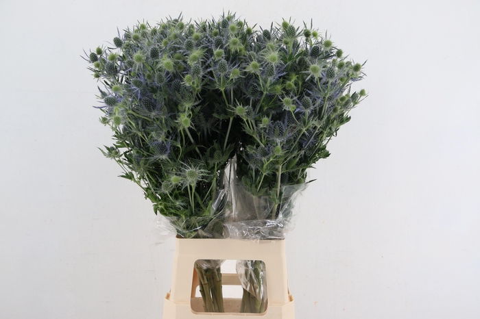 <h4>ERYNGIUM EXTRA</h4>