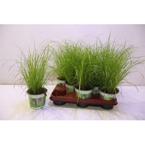 arr8 Cyper Alt Zumula