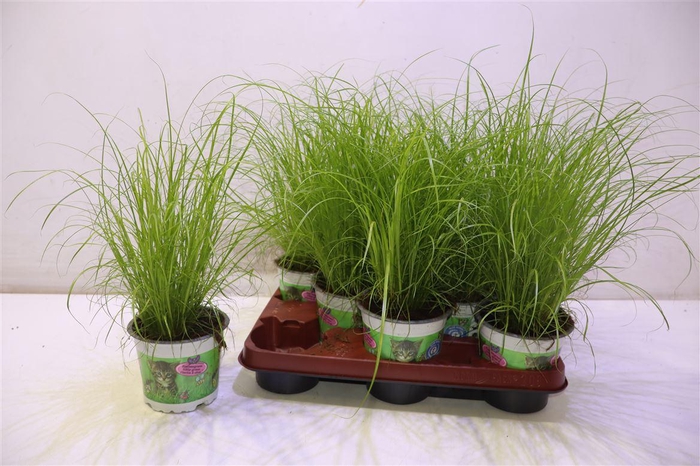 <h4>arr8 Cyper Alt Zumula</h4>