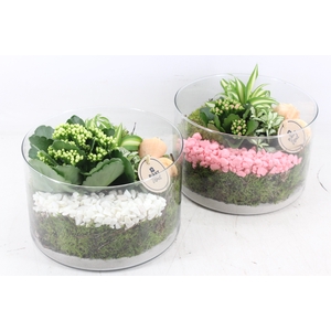 arr2 PL - Glas cilinder L x2 - roze/wit